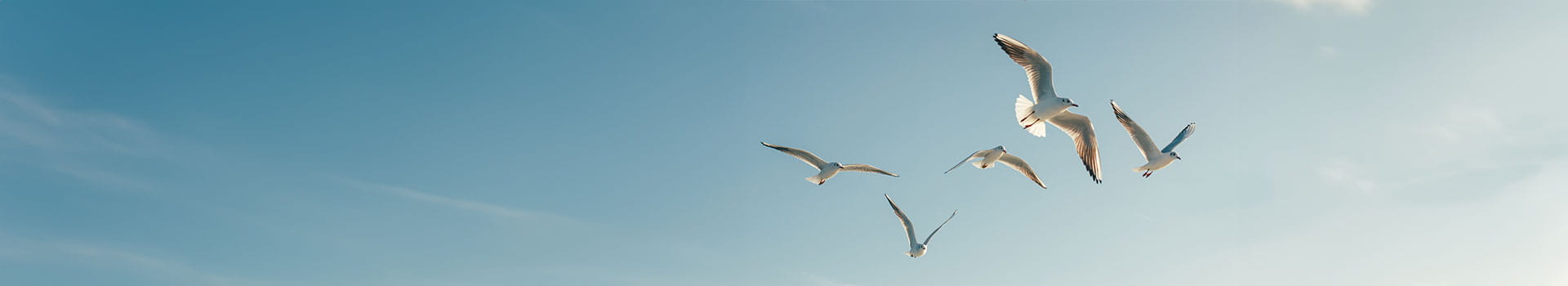 bird flying on blue sky